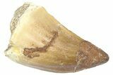 Bargain, Fossil Prognathodontid Mosasaur Tooth - Morocco #364138-1